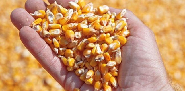 اگر میخواهیم با رانت برخورد شود سیاستی گذاری کلان درست را معرفی کنیم!