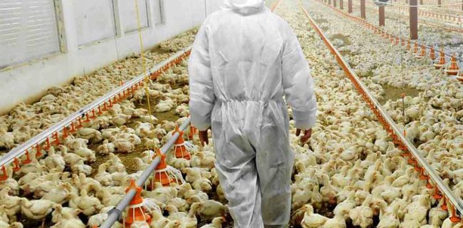 به سمت تولید نهاده دامی برویم یا خیر؟