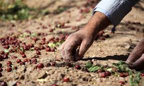 دولت ما به التفاوت قیمت بازار و قیمت خرید از کشاورز را، به کشاورز بدهد.